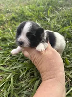 Akc black parti , a female Pomeranian for sale in Trion, GA – Photo 4 of 4