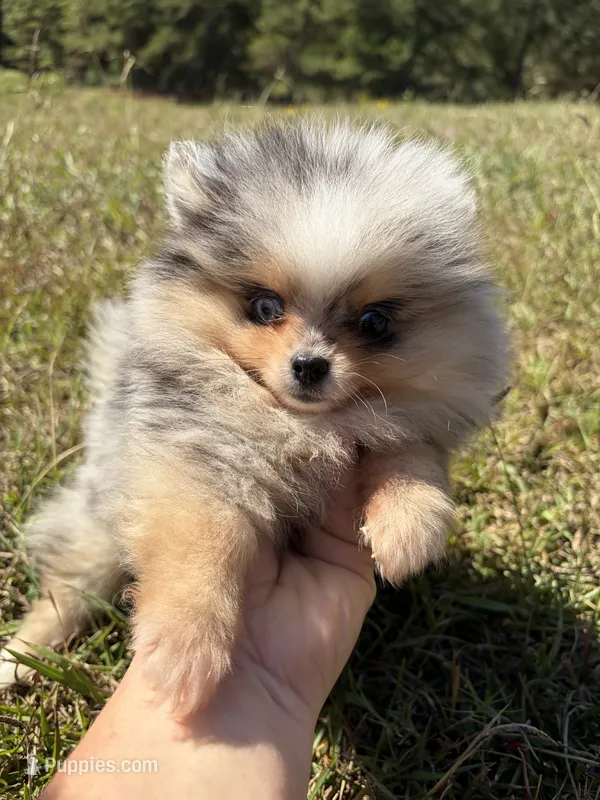 AKC black Merle with tan  – Pomeranian puppy for sale in Trion, GA