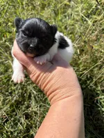 Black Parti girl , a female Pomeranian for sale in Trion, GA – 2 of 4