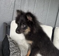 Clover Akc blue and tan , a female Pomeranian for sale in Trion, GA – 3 of 9