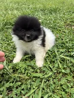 Ckc black parti boy , a male Pomeranian for sale in Trion, GA – 3 of 4