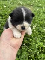 Ckc black parti , a male Pomeranian for sale in Trion, GA – 3 of 4