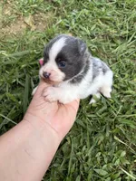 Ckc blue Parti , a male Pomeranian for sale in Trion, GA – 2 of 4