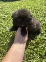 Ckc black and white , a male Pomeranian for sale in Trion, GA – 3 of 4
