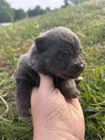 Akc blue , a female Pomeranian for sale in Trion, GA – Photo 4 of 4