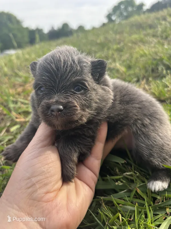 Akc blue  – Pomeranian puppy for sale in Trion, GA