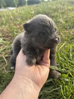 Akc blue , a female Pomeranian for sale in Trion, GA – Photo 3 of 4