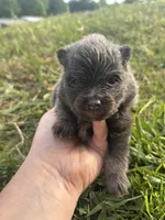 Akc blue , a female Pomeranian for sale in Trion, GA – Photo 2 of 4