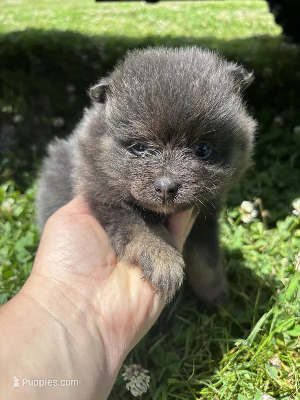 Akc blue  – Pomeranian puppy for sale in Trion, GA
