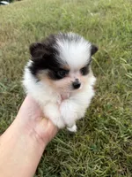 AKC tiny Tri Parti , a male Pomeranian for sale in Trion, GA – 3 of 10