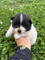 Ckc black parti , a male Pomeranian for sale in Trion, GA – 2 of 4