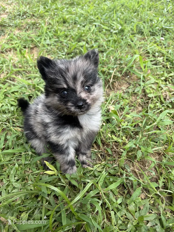 Tiny Ckc blue Merle girl  – Pomeranian puppy for sale in Trion, GA