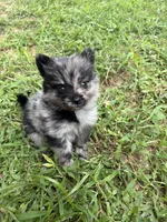 Tiny Ckc blue Merle girl , a female Pomeranian for sale in Trion, GA – 1 of 7
