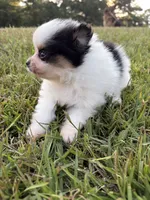 AKC tiny Tri Parti , a male Pomeranian for sale in Trion, GA – 8 of 10