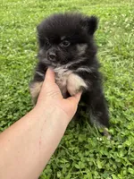 Akc black and tan , a female Pomeranian for sale in Trion, GA – 4 of 4