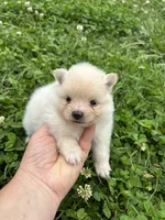 Akc cream , a female Pomeranian for sale in Trion, GA – 4 of 4