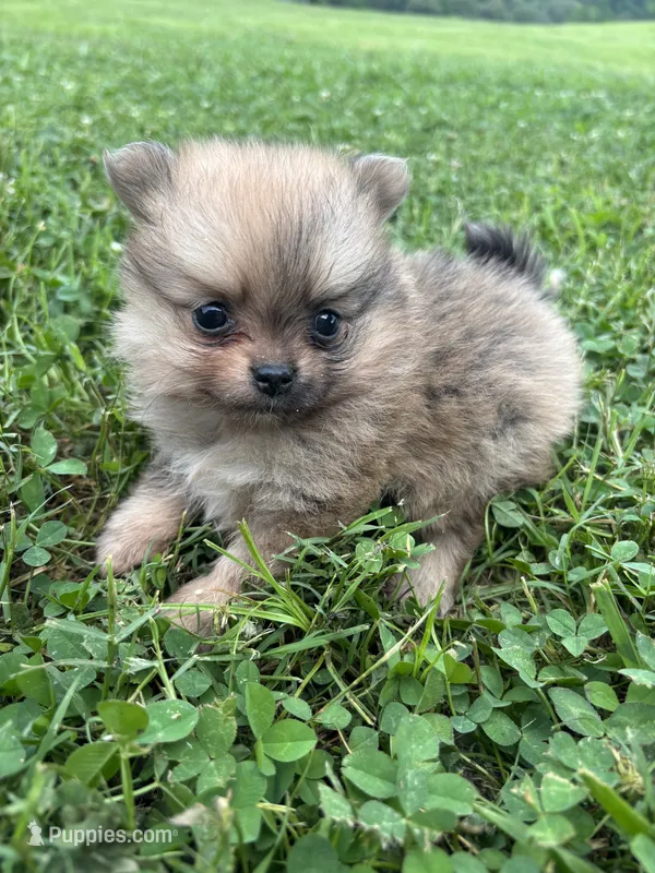 Akc orange sable from pepper – Pomeranian puppy for sale in Trion, GA