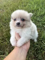 Ckc Merle , a male Pomeranian for sale in Trion, GA – 2 of 4