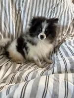 Akc tri parti boy, a male Pomeranian for sale in Trion, GA – 3 of 4