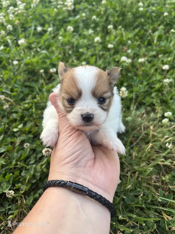 Ckc Orange sable girl  – Pomeranian puppy for sale in Trion, GA