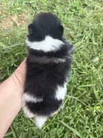 Ckc small Parti boy from Raven , a male Pomeranian for sale in Trion, GA – 3 of 4