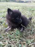 Ckc small black and tan , a male Pomeranian for sale in Trion, GA – 4 of 4