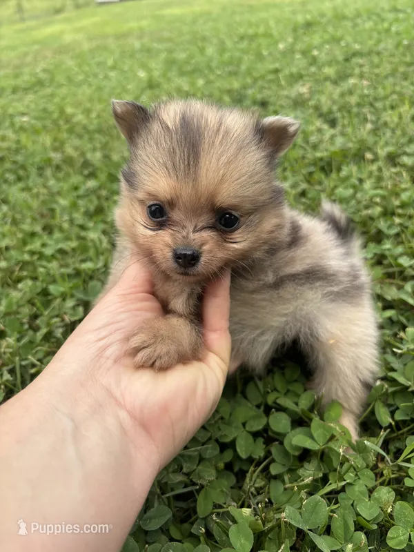 Akc small sable Merle from pepper – Pomeranian puppy for sale in Trion, GA