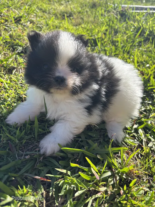 Akc black parti  – Pomeranian puppy for sale in Trion, GA