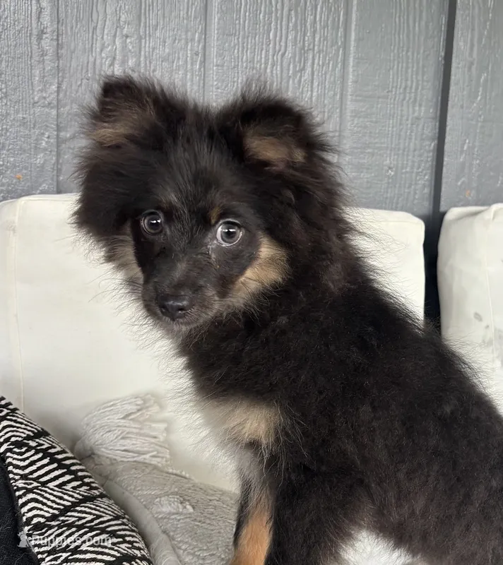 Clover Akc blue and tan  – Pomeranian puppy for sale in Trion, GA