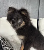 Clover Akc blue and tan , a female Pomeranian for sale in Trion, GA – 1 of 9