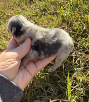 AKC blue Merle with tan , a male Pomeranian for sale in Trion, GA – 4 of 4