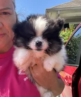 Akc black parti boy, a male Pomeranian for sale in Trion, GA – 2 of 4