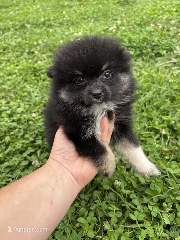 Akc black and tan  – Pomeranian puppy for sale in Trion, GA
