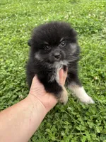 Akc black and tan , a female Pomeranian for sale in Trion, GA – 1 of 4