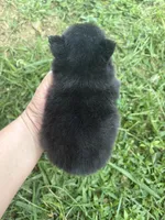 Ckc small black and tan , a male Pomeranian for sale in Trion, GA – 3 of 4