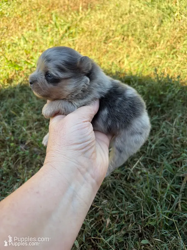 AKC blue Merle with tan  – Pomeranian puppy for sale in Trion, GA