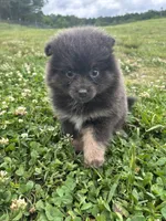 Akc blue , a female Pomeranian for sale in Trion, GA – 2 of 5