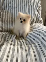 Akc cream , a female Pomeranian for sale in Trion, GA – 3 of 4