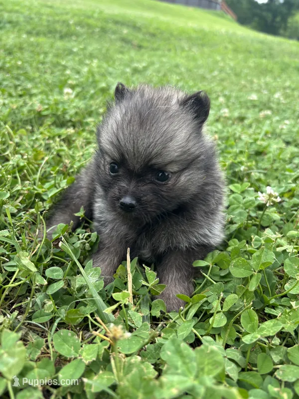 Akc dark orange sable girl  – Pomeranian puppy for sale in Trion, GA