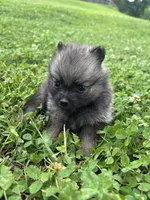 Akc dark orange sable girl , a female Pomeranian for sale in Trion, GA – 1 of 5