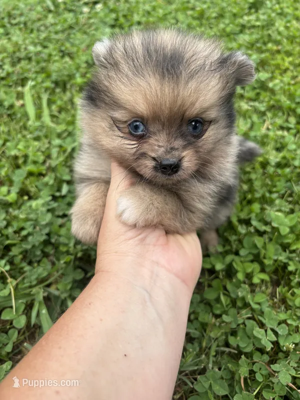Akc sable Merle girl blue eyes  – Pomeranian puppy for sale in Trion, GA