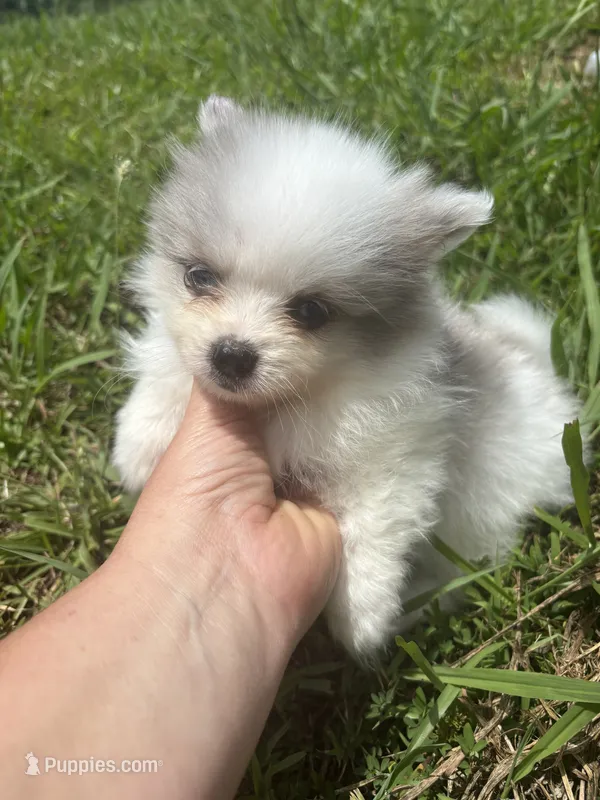 Ckc blue eyed Merle – Pomeranian puppy for sale in Trion, GA