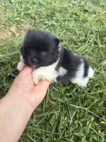 Ckc small Parti boy from Raven , a male Pomeranian for sale in Trion, GA – 2 of 4