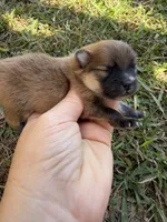 AKC orange sable boy , a male Pomeranian for sale in Trion, GA – 4 of 5