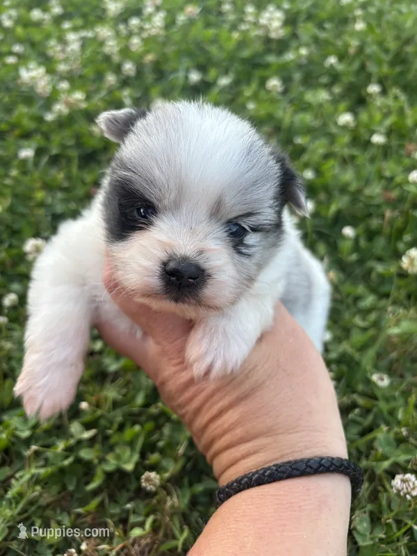 Ckc blue Merle 1  – Pomeranian puppy for sale in Trion, GA