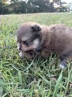 AKC orange sable girl limited AKC , a female Pomeranian for sale in Trion, GA – 3 of 6