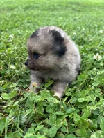 Akc sable Merle girl pepper , a female Pomeranian for sale in Trion, GA – 3 of 5