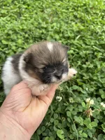 Ckc Orange parti boy , a male Pomeranian for sale in Trion, GA – 2 of 4