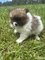 Ckc Orange sable parti freckles, a female Pomeranian for sale in Trion, GA – 2 of 4