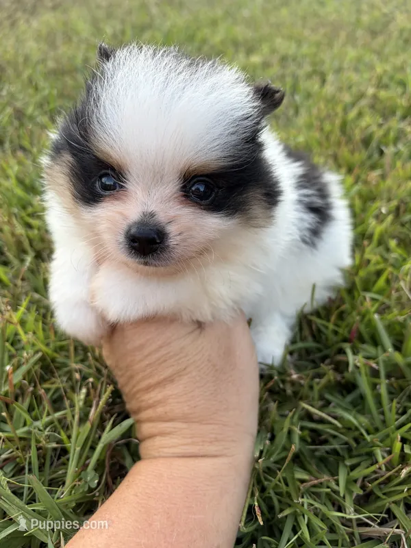 AKC tiny Tri Parti  – Pomeranian puppy for sale in Trion, GA